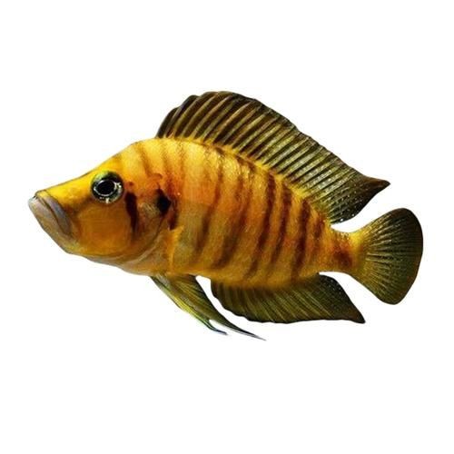 金虎魚圖片：*《金虎魚圖片》*《金虎魚圖片》