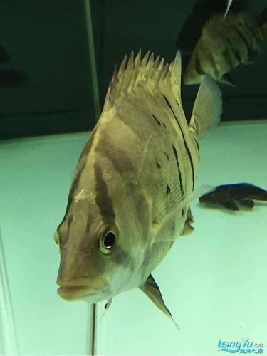 金虎魚圖片：*《金虎魚圖片》*《金虎魚圖片》