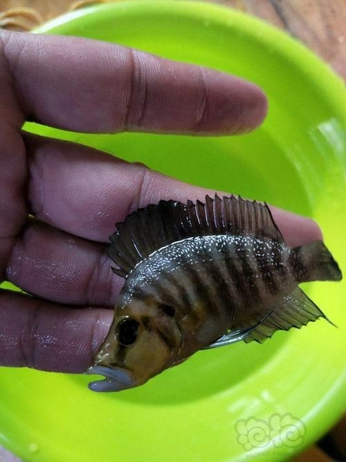 金虎魚圖片：*《金虎魚圖片》*《金虎魚圖片》