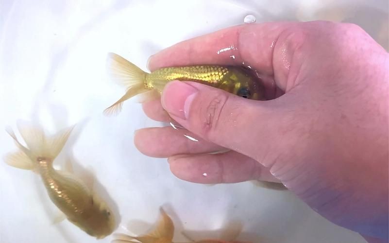 金虎魚圖片：*《金虎魚圖片》*《金虎魚圖片》