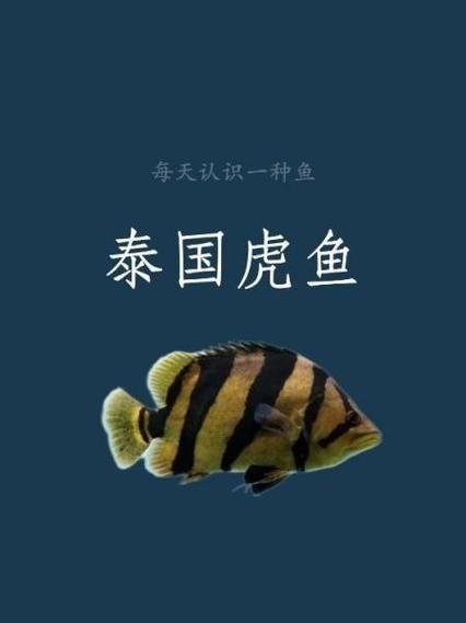 金虎魚圖片及價(jià)格：金虎魚價(jià)格、品種特征及飼養(yǎng)要點(diǎn)