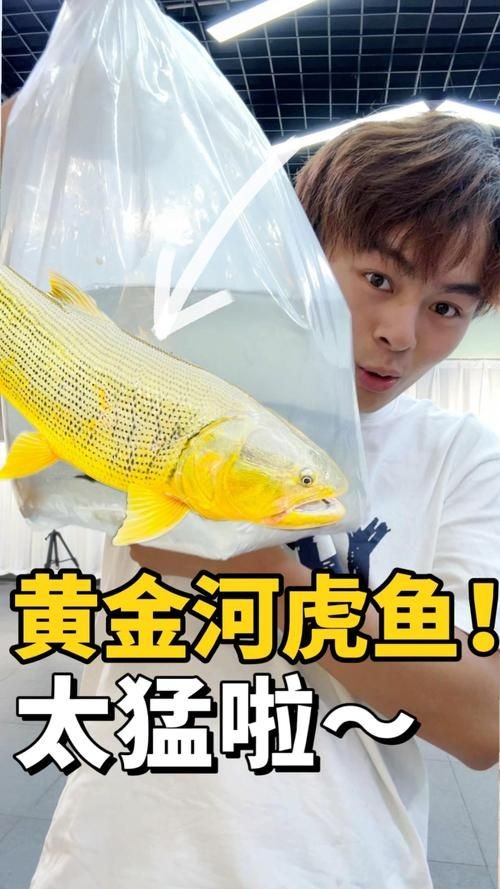 金虎魚圖片及價(jià)格：金虎魚價(jià)格、品種特征及飼養(yǎng)要點(diǎn)