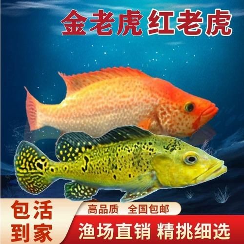 金虎魚圖片及價(jià)格：金虎魚價(jià)格、品種特征及飼養(yǎng)要點(diǎn)