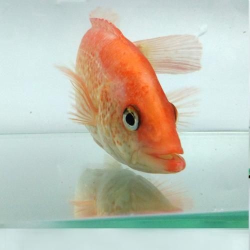 金虎魚圖片及價(jià)格：金虎魚價(jià)格、品種特征及飼養(yǎng)要點(diǎn)