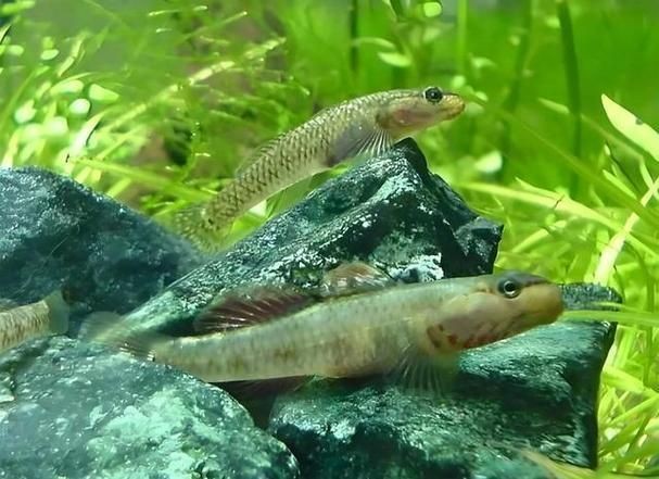 金虎魚圖片及價(jià)格：金虎魚價(jià)格、品種特征及飼養(yǎng)要點(diǎn)
