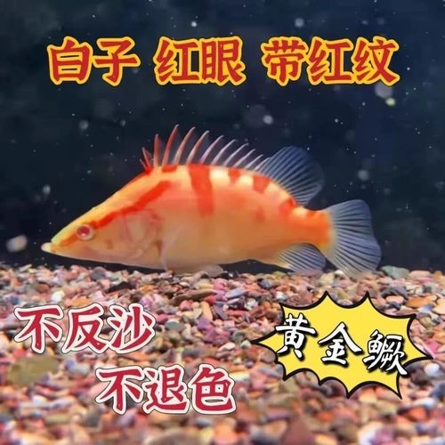 金虎魚圖片及價(jià)格：金虎魚價(jià)格、品種特征及飼養(yǎng)要點(diǎn)