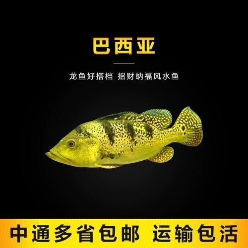 金虎魚圖片及價(jià)格：金虎魚價(jià)格、品種特征及飼養(yǎng)要點(diǎn)