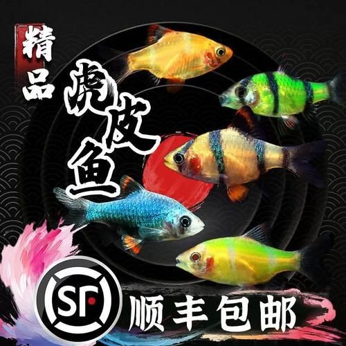 有哪些有效的龍魚內寄治療藥物，如何判斷龍魚是否內寄，哪種藥物對龍魚內寄最有效