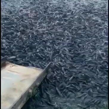 廣東埃及魚批發到哪里：埃及塘廣東埃及塘角魚批發