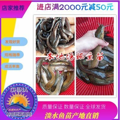 廣東埃及魚批發到哪里：埃及塘廣東埃及塘角魚批發
