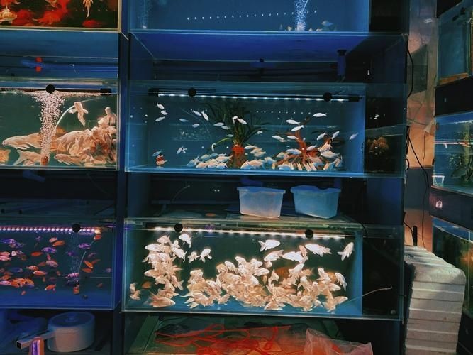 揚州水族館：揚州水族館探秘