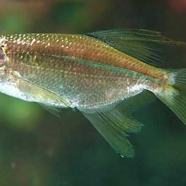 和紅尾平克很像的魚:與紅尾平克(chalceusmacrolepidotus)外形相似的魚類 龍魚論壇 第3張 和紅尾平克很像的魚:與紅尾平克(chalceusmacrolepidotus)外形相似的魚類 和紅尾平克很像的魚:與紅尾平克(chalceusmacrolepidotus)外形相似的魚類 龍魚論壇 第3張