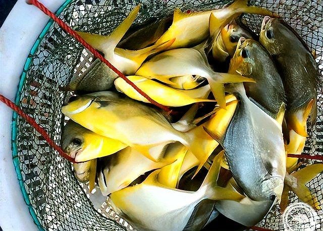 金倉魚是海魚還是淡水：春季吃魚專挑這6種野生魚不能人工養(yǎng)殖魚販子都夸你是行家