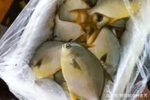 金倉魚是海魚還是淡水：春季吃魚專挑這6種野生魚不能人工養(yǎng)殖魚販子都夸你是行家