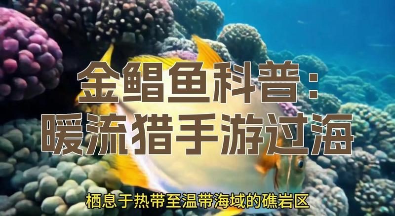 金倉魚是海魚還是淡水：春季吃魚專挑這6種野生魚不能人工養(yǎng)殖魚販子都夸你是行家