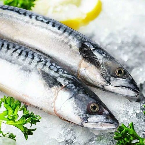 海青魚圖片：**《海青魚圖片》*