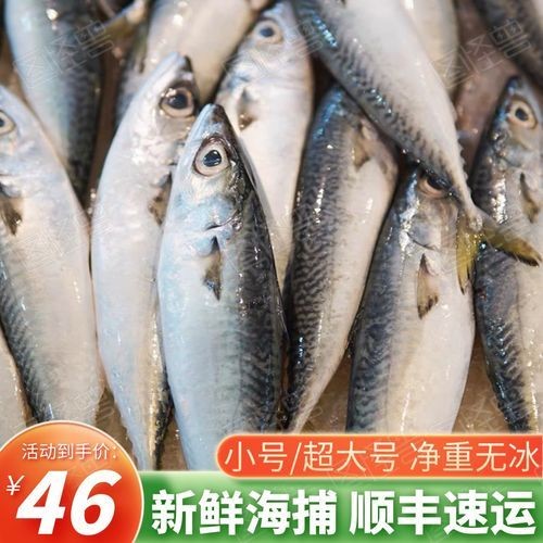 海青魚圖片：**《海青魚圖片》*