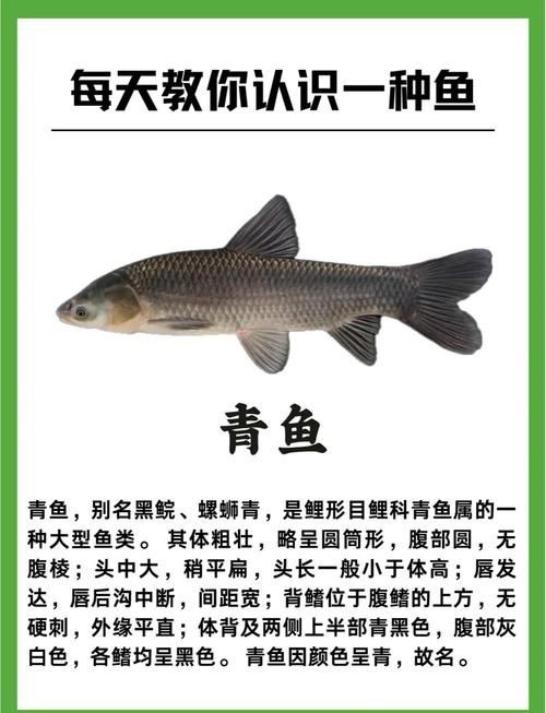 海青魚圖片：**《海青魚圖片》*