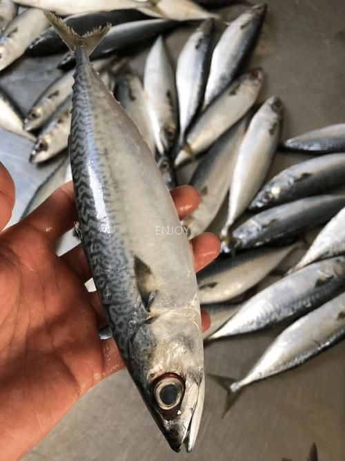 海青魚圖片：**《海青魚圖片》*