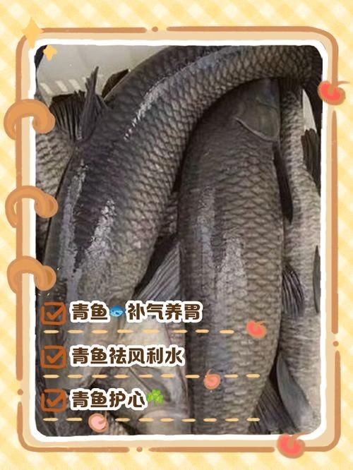 海青魚圖片：**《海青魚圖片》*