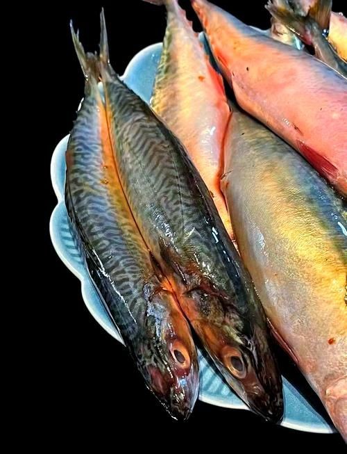 海青魚圖片：**《海青魚圖片》*