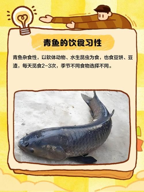 海青魚圖片：**《海青魚圖片》*