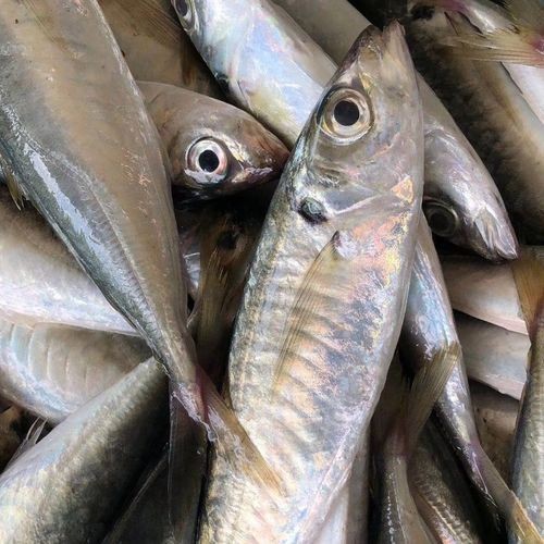 海青魚圖片：**《海青魚圖片》*