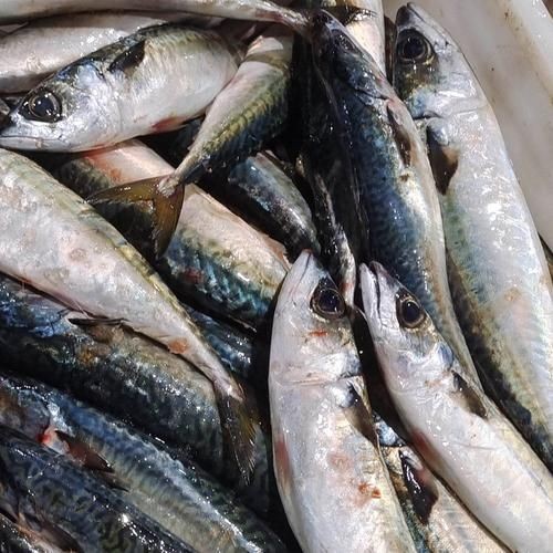海青魚圖片：**《海青魚圖片》*