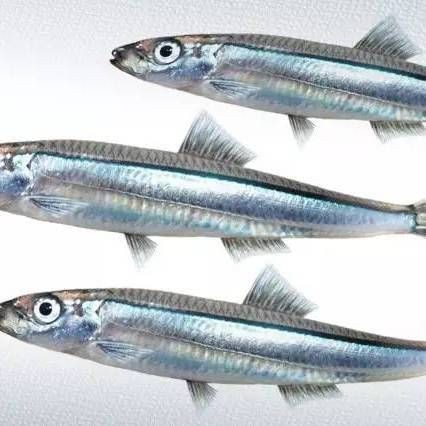 海青魚圖片：**《海青魚圖片》*