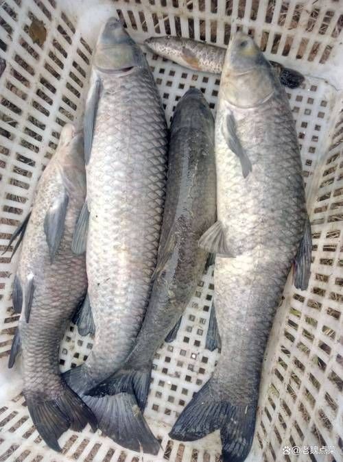 海青魚圖片：**《海青魚圖片》*