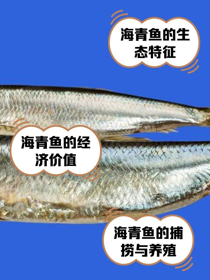 海青魚圖片：**《海青魚圖片》*