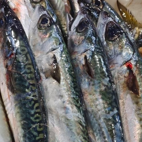 海青魚圖片：**《海青魚圖片》*