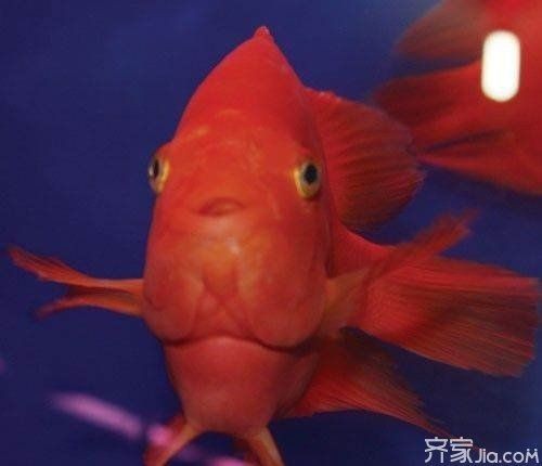 金元寶魚最忌三種魚：關于金元寶魚混養(yǎng)的詳細指南