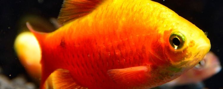 金元寶魚最忌三種魚：關于金元寶魚混養的詳細指南