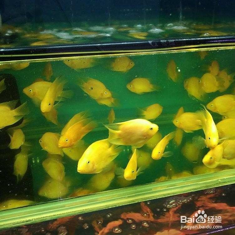 金元寶魚最忌三種魚：關于金元寶魚混養(yǎng)的詳細指南
