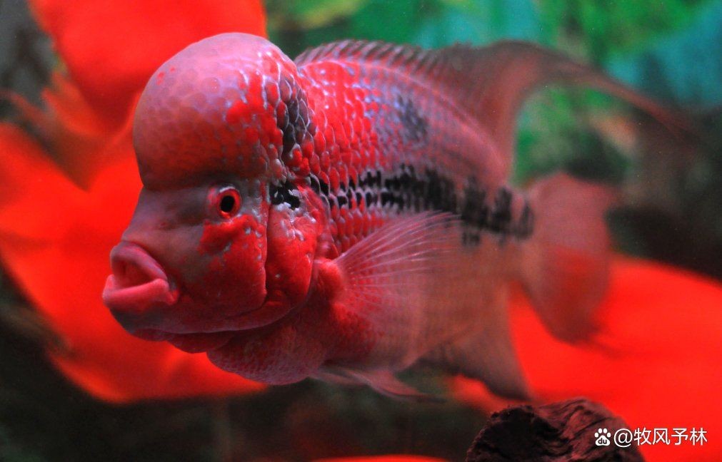 和尚魚觀賞魚：和尚魚的種類及種類介紹