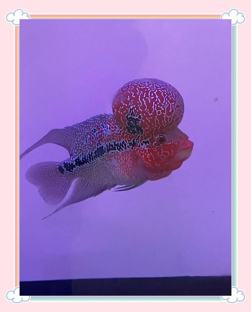 和尚魚觀賞魚：和尚魚的種類及種類介紹