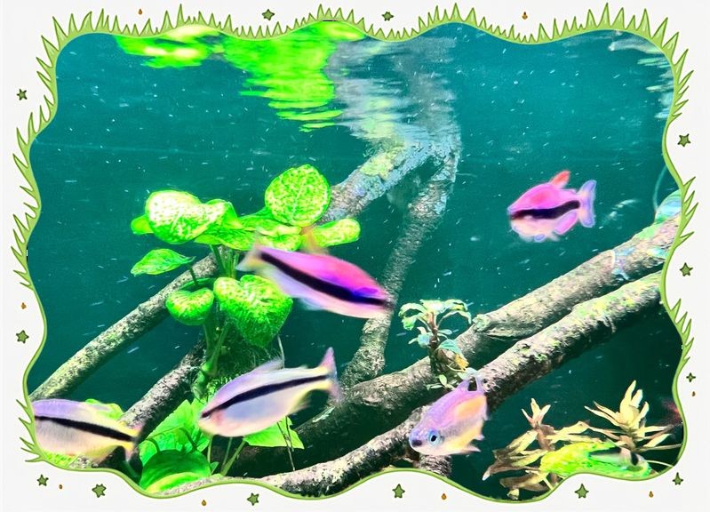 和尚魚觀賞魚：和尚魚的種類及種類介紹