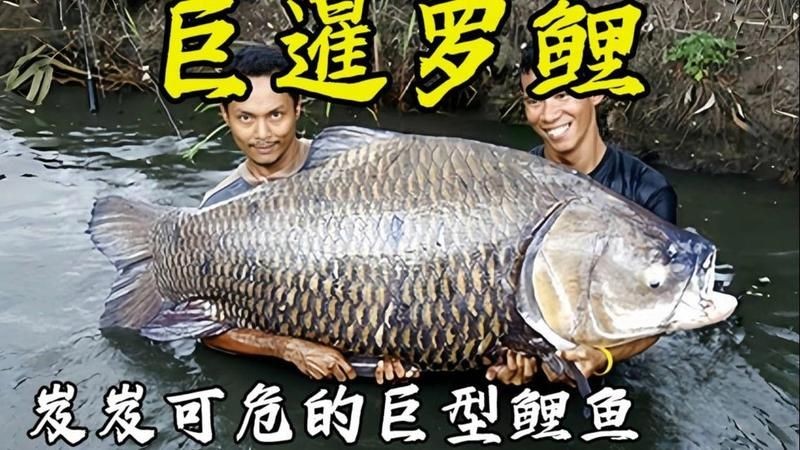 巨暹羅鯉：巨暹羅鯉體型碩大且外形獨特而備受關注，體型碩大且外形獨特而備受關注
