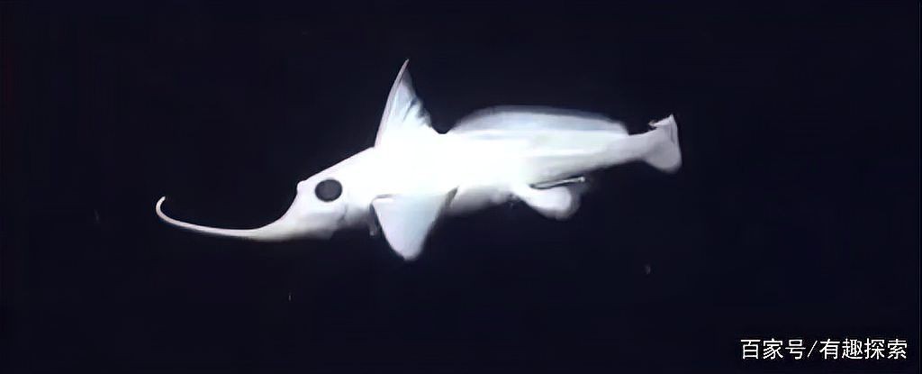 海里鼻子很長(zhǎng)的魚(yú)叫什么魚(yú)：哪些長(zhǎng)鼻魚(yú)具有食用價(jià)值？