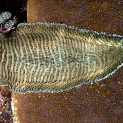 海里鼻子很長(zhǎng)的魚(yú)叫什么魚(yú)：哪些長(zhǎng)鼻魚(yú)具有食用價(jià)值？