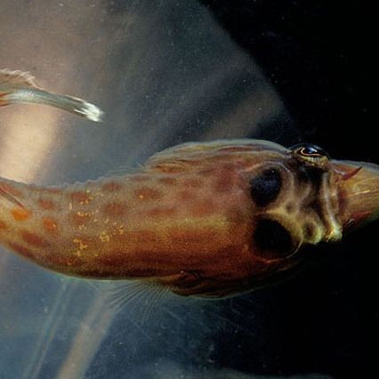 海里鼻子很長(zhǎng)的魚(yú)叫什么魚(yú)：哪些長(zhǎng)鼻魚(yú)具有食用價(jià)值？