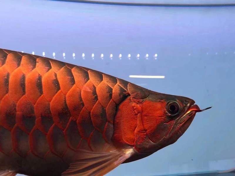 恩施土家族苗族自治州魚缸維護：恩施土家族苗族自治州公路部門厲兵秣馬全面備戰國評