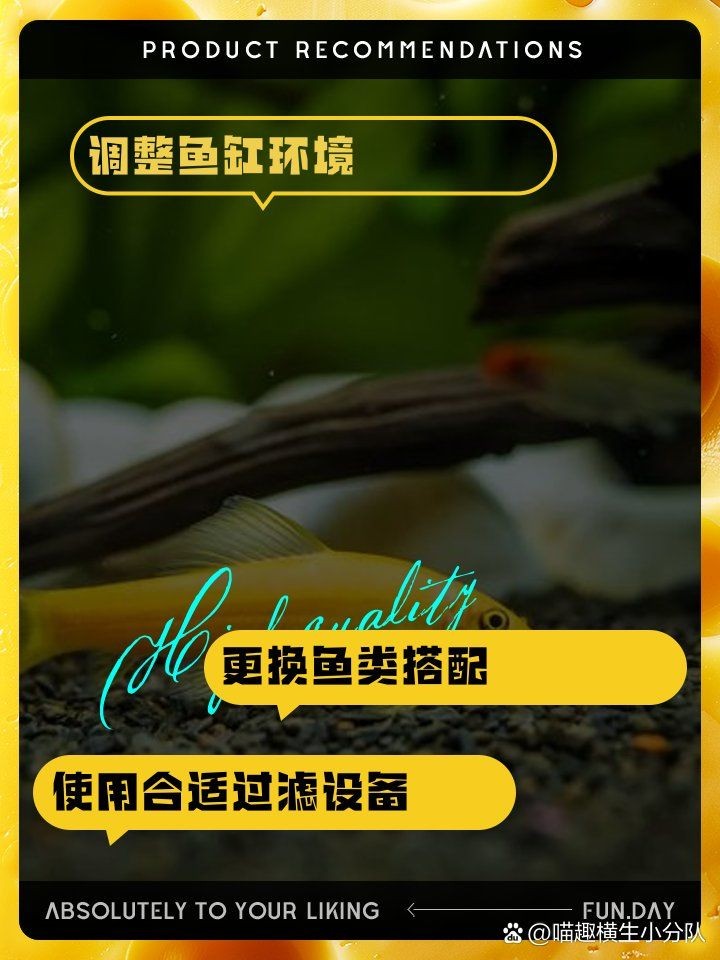 金苔鼠為啥一直追其他魚：金苔鼠(goldenalgaeeater)goldenalgaeeater) 金苔鼠為啥一直追其他魚：金苔鼠(goldenalgaeeater)goldenalgaeeater) 龍魚百科 第16張