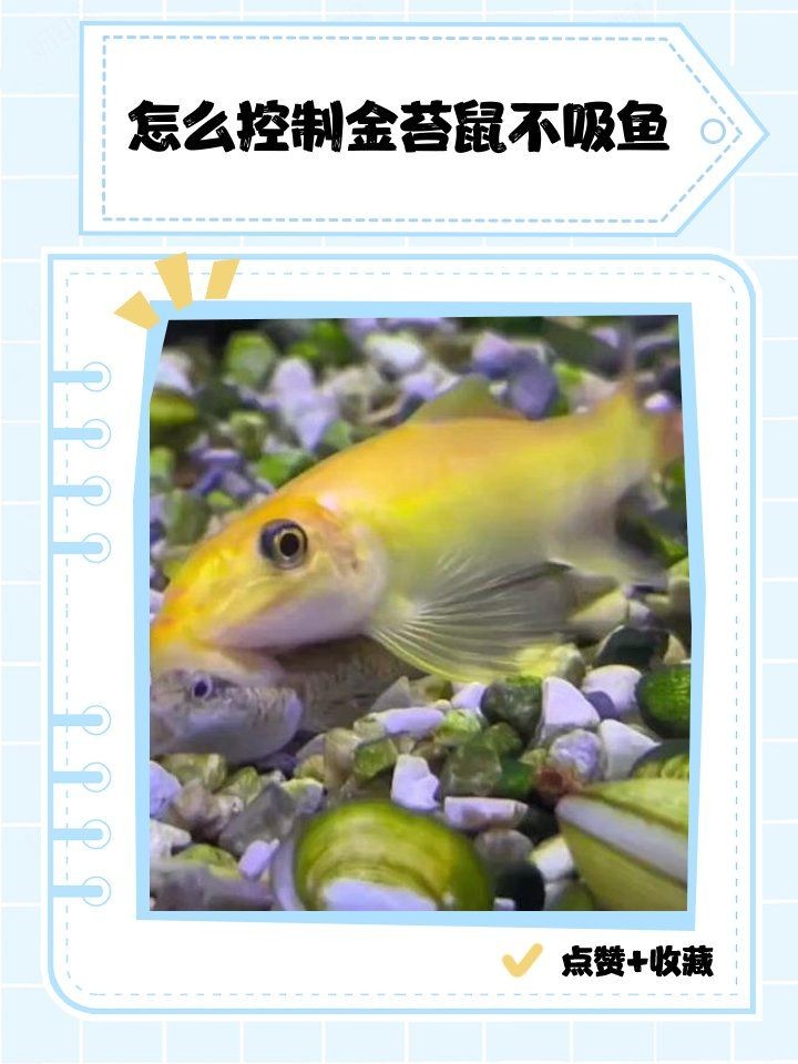 金苔鼠為啥一直追其他魚：金苔鼠(goldenalgaeeater)goldenalgaeeater) 金苔鼠為啥一直追其他魚：金苔鼠(goldenalgaeeater)goldenalgaeeater) 龍魚百科 第14張
