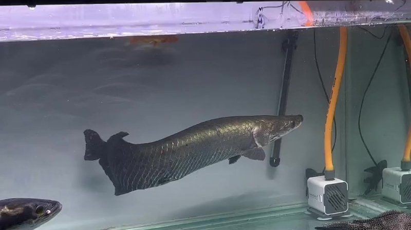 巨骨舌魚2cm大不大：2厘米的巨骨舌魚屬于幼魚階段，2米長壽魚王估值約百萬元