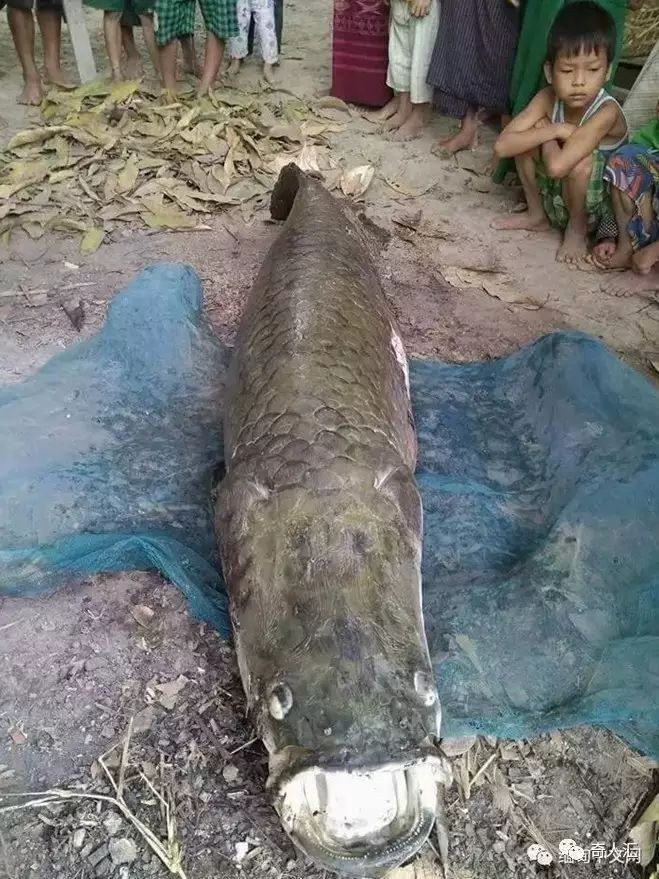 巨骨舌魚2cm大不大：2厘米的巨骨舌魚屬于幼魚階段，2米長壽魚王估值約百萬元