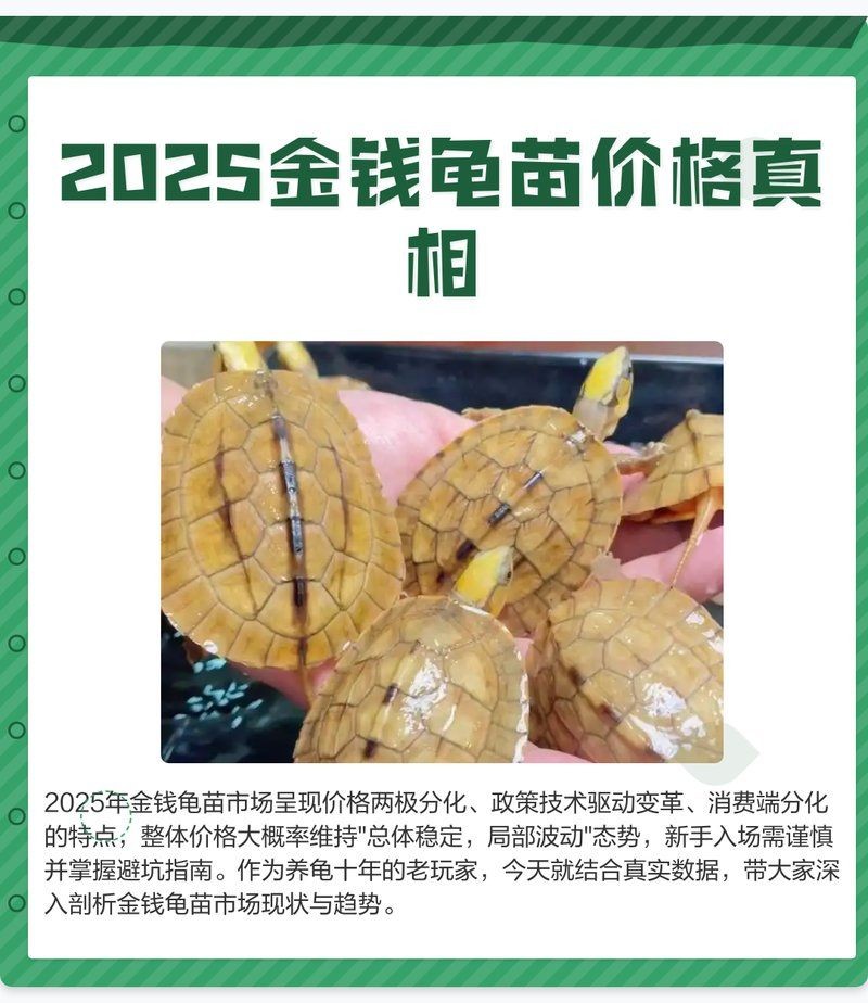 金錢龜2025價格表：2025年金錢龜價格波動價格波動的重要因素