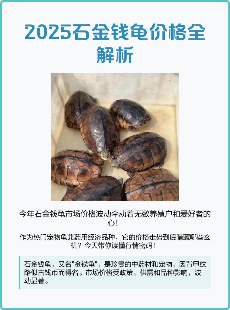 金錢龜2025價格表：2025年金錢龜價格波動價格波動的重要因素