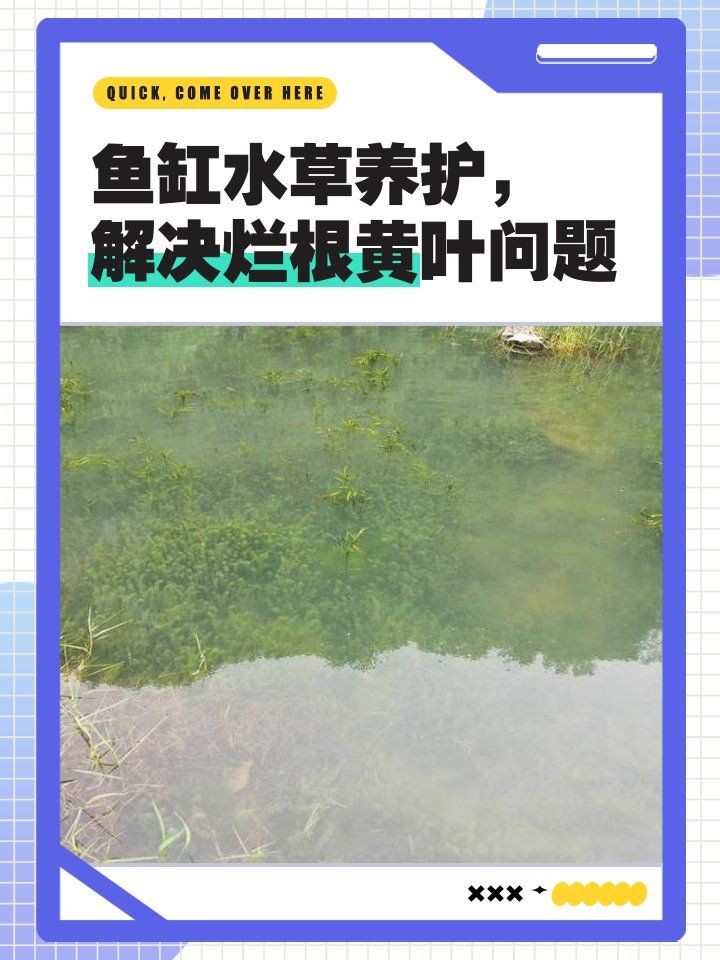 吉印燈養(yǎng)水草正確方法與注意事項(xiàng)：吉印水草燈使用全攻略
